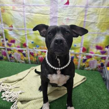 Thornberry -  Pit Bull Terrier Dog for Adoption in Statesboro, Georgia - Thornberry | PetCurious