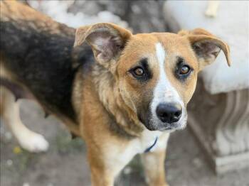 German Shepherd Dog and Mixed Breed Dogs Available for Adoption in Tulsa, Oklahoma - DAWN | PetCurious