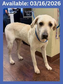 Chesapeake Bay Retriever and Mixed Breed Dogs Available for Adoption - Dog Kennel #2 Ace | PetCurious