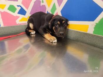ZELDA -  Rottweiler Dog for Adoption in Baytown, Texas - ZELDA | PetCurious