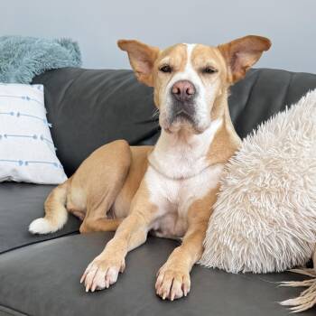 Rescue Carolina Dog Dogs for Adoption in Columbia, South Carolina - Plinko | PetCurious