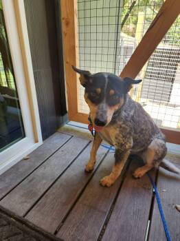 Mercedes -  Australian Cattle Dog Blue Heeler Dog for Adoption in Paso Robles, California - Mercedes | PetCurious