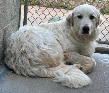 Blue - At shelter -  Great Pyrenees Dog for Adoption in Rustburg, Virginia - Blue - At Shelter | PetCurious
