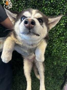 Siberian Husky and Mixed Breed Dogs Available for Adoption in El Paso, Texas - 60844087 | PetCurious
