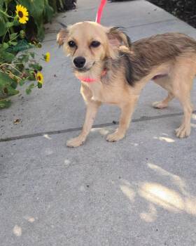 Hannah -  Chihuahua and Terrier Dog for Adoption in Winchester, Connecticut - Hannah | PetCurious