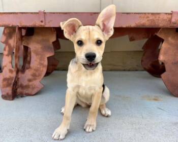 CURLY Q* -  German Shepherd Dog and Mixed Breed Dog for Adoption in Santa Cruz, California - CURLY Q* | PetCurious