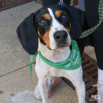 Rescue Coonhound and Bluetick Coonhound Dogs for Adoption in Washington, District Of Columbia - Remi | PetCurious