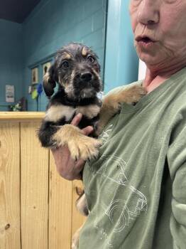 Goldendoodle and Mixed Breed Dogs Available for Adoption - Boomer | PetCurious