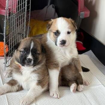 Mixed Breed Dogs Available for Adoption - Allan | PetCurious