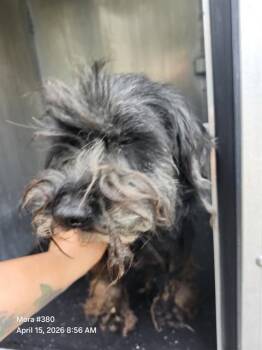 Terrier Dogs Available for Adoption in San Antonio, Texas - CATALINA | PetCurious