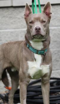 Pete -  Mixed Breed Dog for Adoption in Portage, Wisconsin - Pete | PetCurious