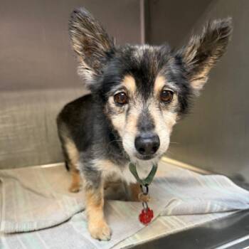 Chatio -  Chihuahua and Mixed Breed Dog for Adoption in Northbrook, Illinois - Chatio | PetCurious