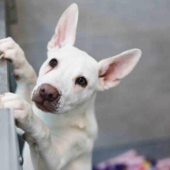 Snow White -  Mixed Breed Dog for Adoption in Atlanta, Georgia - Snow White | PetCurious