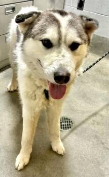 PJ -  Siberian Husky and Mixed Breed Dog for Adoption - PJ | PetCurious