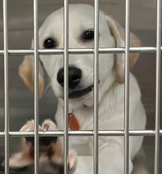 Lilly -  Labrador Retriever Dog for Adoption in Parma, Ohio - Lilly | PetCurious