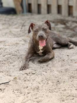 Izma -  Pit Bull Terrier Dog for Adoption in Town 