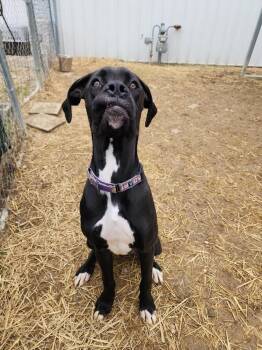Boxer and Great Dane Dogs Available for Adoption - Chipmunk | PetCurious