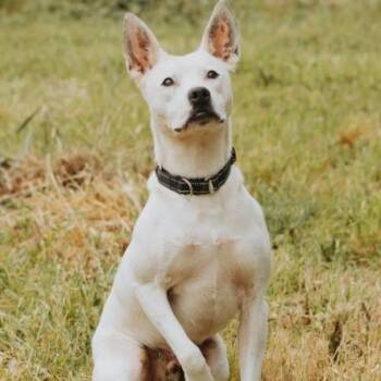 Ace -  Border Collie and Mixed Breed Dog for Adoption in Portland, Oregon - Ace | PetCurious
