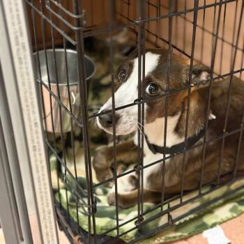 Lilly of the Valley -  Terrier and Mixed Breed Dog for Adoption in Buffalo, Minnesota - Lilly Of The Valley | PetCurious