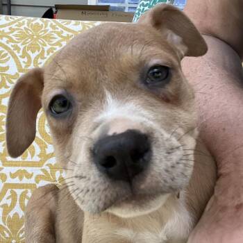 American Staffordshire Terrier and Mixed Breed Dogs Available for Adoption in Cartersville, Georgia - Butterscotch-Grey | PetCurious