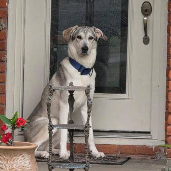 Mixed Breed Dogs Available for Adoption - Buckley | PetCurious