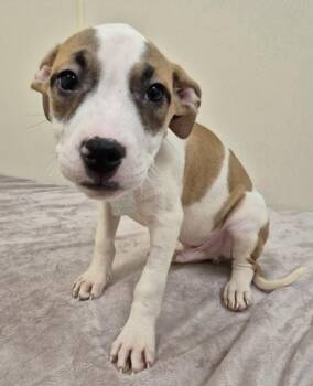 Taffy -  Mixed Breed Dog for Adoption in Hamilton, Ohio - Taffy | PetCurious