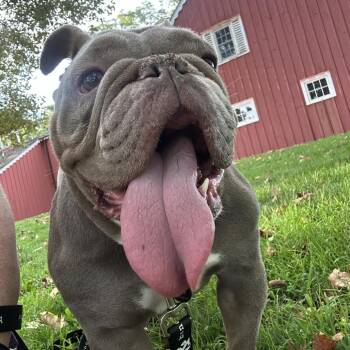 Philly Cheesesteak -  English Bulldog Dog for Adoption in New York, New York - Philly Cheesesteak | PetCurious