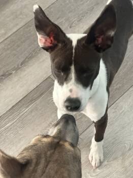 Rescue Basenji Dogs for Adoption in Manhattan Beach, California - Cecilia, You