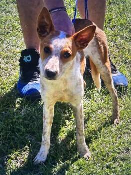 Australian Cattle Dog Blue Heeler and Mixed Breed Dogs Available for Adoption in Colorado Springs, Colorado - Mater | PetCurious