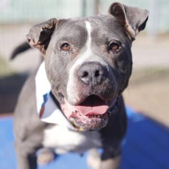 MAPLE -  American Staffordshire Terrier Dog for Adoption in San Antonio, Texas - MAPLE | PetCurious