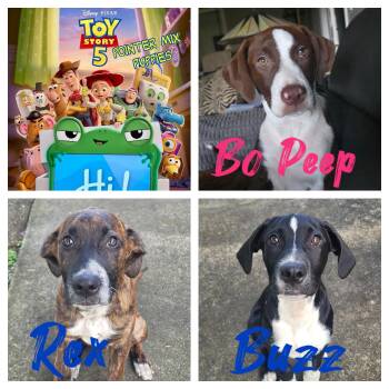 Toy Story 5 -  Pointer Dog for Adoption in Port St. Lucie, Florida - Toy Story 5 | PetCurious