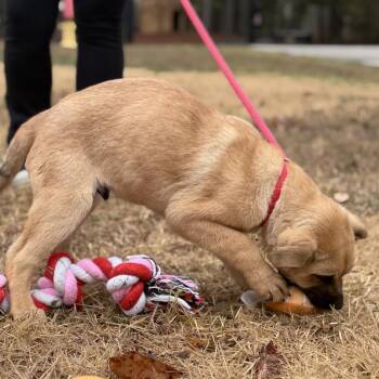 Shepherd Dogs Available for Adoption - Po | PetCurious