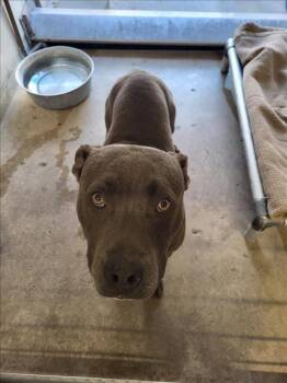 Rescue Pit Bull Terrier Dogs for Adoption in Burbank, California - DASH | PetCurious