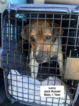 Larry -  Jack Russell Terrier Dog for Adoption in Blue Springs, Missouri - Larry | PetCurious