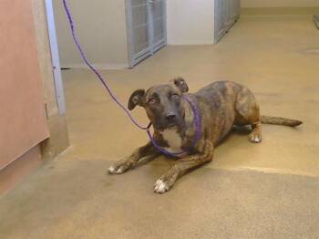 A925132 -  Pit Bull Terrier Dog for Adoption in Sacramento, California - A925132 | PetCurious