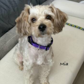 Mia -  Poodle Dog for Adoption in Las Vegas, Nevada - Mia | PetCurious