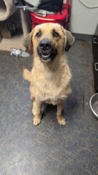 Winston -  Shepherd Dog for Adoption in Blytheville, Arkansas - Winston | PetCurious