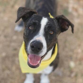 LAYLA -  Terrier Dog for Adoption in San Antonio, Texas - LAYLA | PetCurious