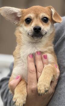 Chihuahua and Dachshund Dogs Available for Adoption in Yuba City, California - Nicky | PetCurious