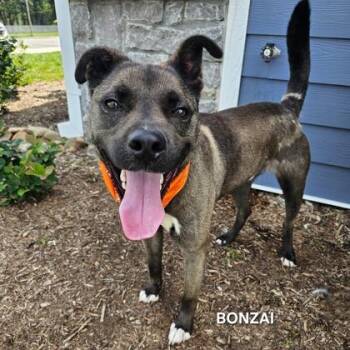 Bonzai -  Labrador Retriever and Mixed Breed Dog for Adoption in Sevierville, Tennessee - Bonzai | PetCurious