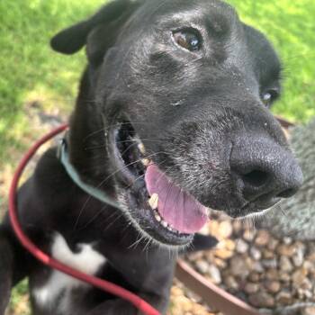 Colin -  Black Labrador Retriever Dog for Adoption in Pearland, Texas - Colin | PetCurious