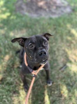 Kiwi -  Pit Bull Terrier and Mixed Breed Dog for Adoption in Westland, Michigan - Kiwi | PetCurious