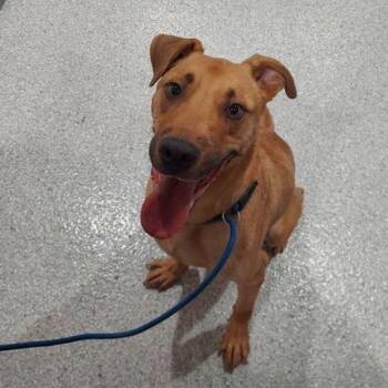 Zeus -  Labrador Retriever and Mixed Breed Dog for Adoption in Lake Havasu City, Arizona - Zeus | PetCurious