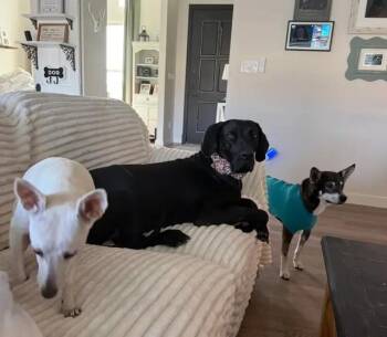 Maddie -  Great Dane Dog for Adoption in Polk, Ohio - Maddie | PetCurious