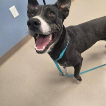 Woody -  Australian Cattle Dog Blue Heeler and Pit Bull Terrier Dog for Adoption in Grand Junction, Colorado - Woody | PetCurious