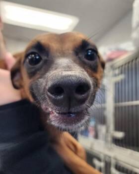 Parson Russell Terrier and Mixed Breed Dogs Available for Adoption - Maggie May | PetCurious