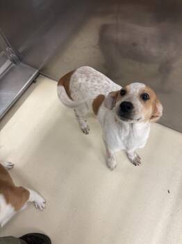 Shepherd Dogs Available for Adoption in Kalamazoo, Michigan - Kurt | PetCurious
