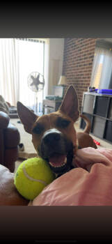 Rescue Carolina Dog Dogs for Adoption in Aurora, Indiana - CD PJ | PetCurious