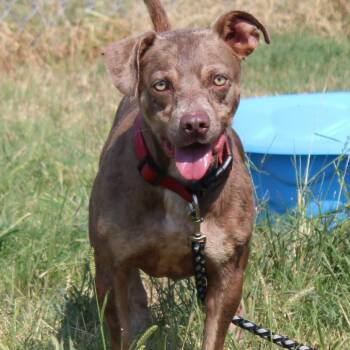 Pickle -  Terrier and Mixed Breed Dog for Adoption in Cleveland, Mississippi - Pickle | PetCurious