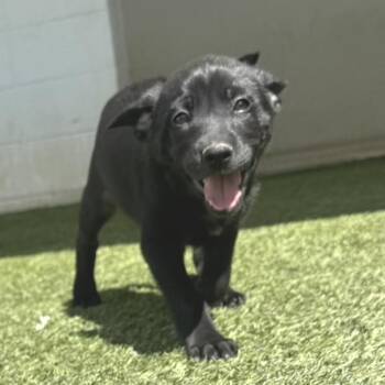 CHERISH 3375 -  Labrador Retriever and Mixed Breed Dog for Adoption in Loxahatchee Groves, Florida - CHERISH 3375 | PetCurious